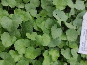 Malva moschata - Moschus-Malve<br>7 Stck. Jungpflanzen (UG 02)