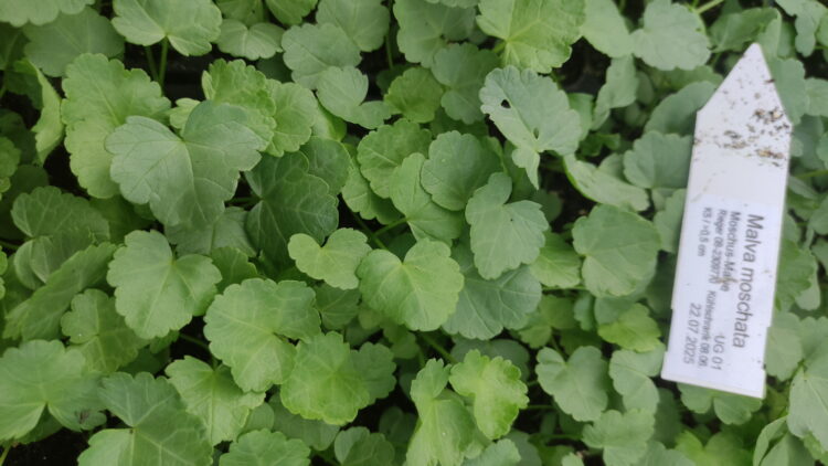 Malva moschata - Moschus-Malve<br>7 Stck. Jungpflanzen (UG 02)
