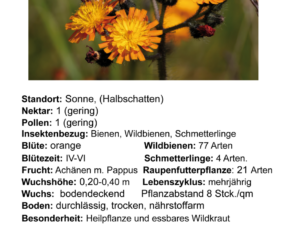 Pilosella aurantiacum – orangerotes Habichtskraut <br> 0,1 g, ca. 500 Korn (UG n.n., PG E)