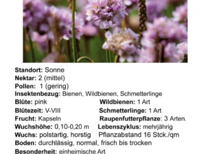 Armeria maritima ssp.elongata – gemeine Grasnelke <br> 0,25 g, ca. 175 Korn (UG 09, PG C)