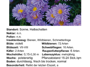Aster alpinus – Alpen-Aster <br> 0,2 g, ca. 140 Korn (UG 02, PG C)