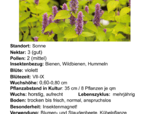 Agastache rug. ‚Golden Jubilee‘ – gelblaubige Duftnessel <br>0,1 g., ca. 250 Korn (PG D)