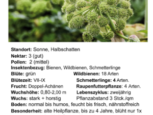 Angelica archangelica – echte Engelwurz<br>1,0 g, ca. 250 Korn (UG n.n., PG C)