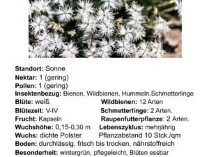 Dianthus arenarius – Sand-Nelke <br>8 Stck. Jungpflanzen (UG n.n.)