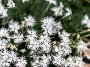 Dianthus arenarius – Sand-Nelke <br>0,1 g, ca. 30 Korn (UG n.n., PG C)