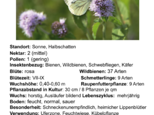 Mentha aquatica – Wasser-Minze <br>0,05 g, ca. 300 Korn (UG 02, PG C)