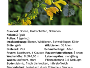Salvia glutinosa – klebriger Salbei<br> 0,25 g , ca. 60 Korn (UG n.n., PG F)