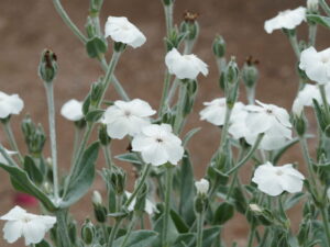 Silene coronaria ‚ALBA‘ – weiße Kronen-Lichtnelke <br>0,1 g,  ca. 180 Korn (PG C)