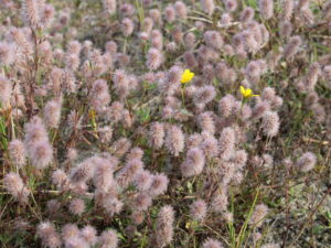 Trifolium arvense – Hasenklee<br>0,25 g, ca. 400 Korn (UG 02, PG C)