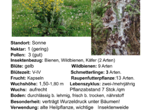 Verbascum pulverulentum – flockige Königskerze<br>0,25 g,  ca. 2.000 Korn (UG 02, PG B)