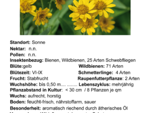 Arnica  montana – echte Arnika <br>1 Pflanze Tb12 (UG n.n.)