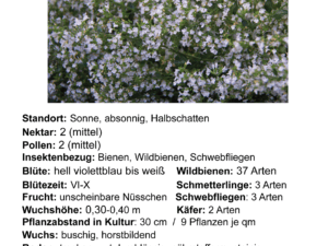 Calamintha nepeta ‚Triumphator‘ – kleinblütige Bergminze <br> P1