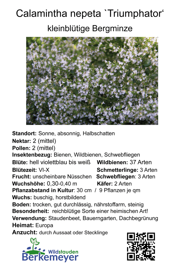 Calamintha nepeta 'Triumphator' - kleinblütige Bergminze <br> P1 – Bild 2