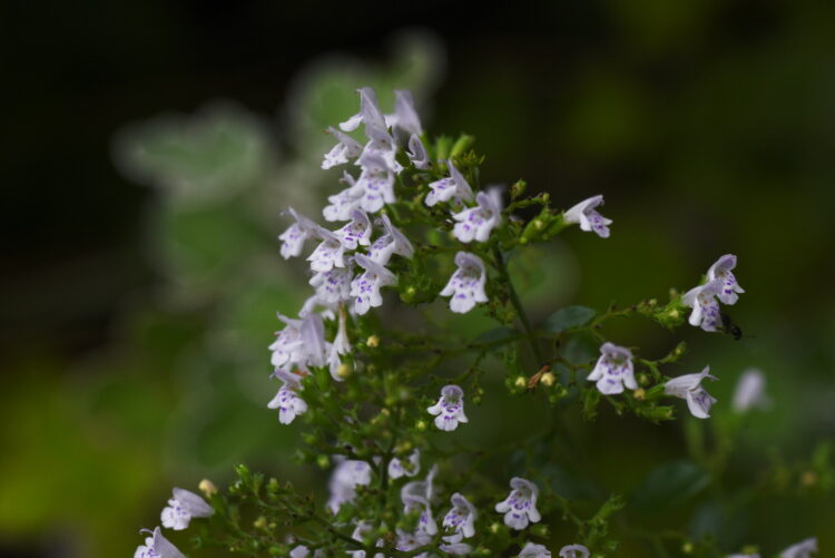 Calamintha nepeta 'Triumphator' - kleinblütige Bergminze <br> P1 – Bild 5