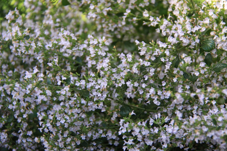 Calamintha nepeta 'Triumphator' - kleinblütige Bergminze <br> P1