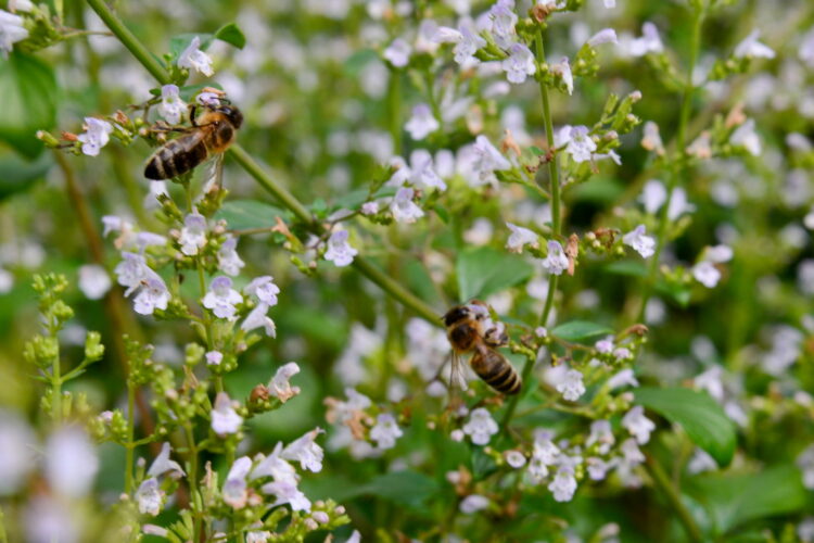 Calamintha nepeta 'Triumphator' - kleinblütige Bergminze <br> P1 – Bild 4