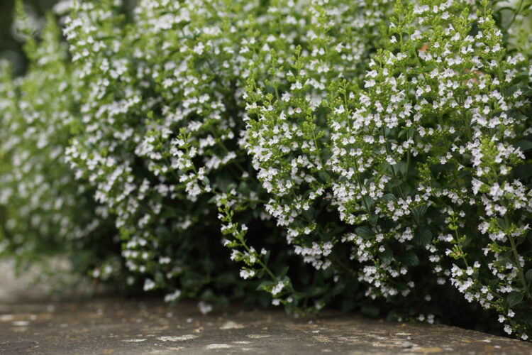Calamintha nepeta 'Triumphator' - kleinblütige Bergminze <br> P1 – Bild 3