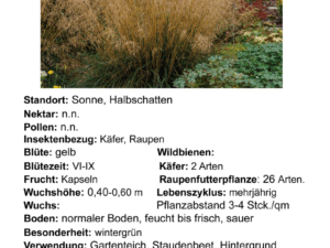 Deschampsia cespitosa – Rasen-Schmiele<br> 1 Pflanze im Tb 12 cm/P1