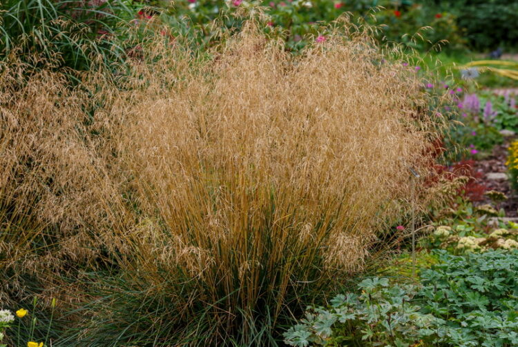 Deschampsia cespitosa - Rasen-Schmiele<br> 1 Pflanze im Tb 12 cm/P1