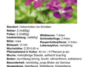 Geranium palustre – Sumpf-Storchschnabel     1 Stck. im P1 Vierecktopf (UG n.n.)