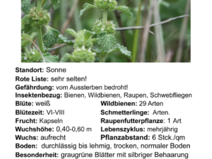 Marrubium vulgare – gewöhnlicher Andorn<br>1 Stck. Pflanze (UG n.n., Rote LISTE !)