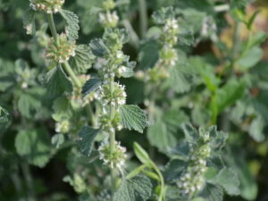 Marrubium vulgare - gewöhnlicher Andorn<br>1 Stck. Pflanze (UG n.n., Rote LISTE !)