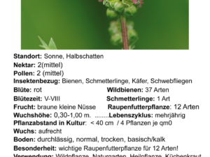 Sanguisorba minor – kleiner Wiesenknopf<br> 1 Stck. im 12cm RC-Topf  (UG 01)