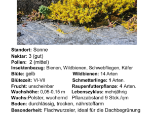 Sedum acre – scharfer Mauerpfeffer<br> 8 Stck. Jungpflanze (UG n.n.)