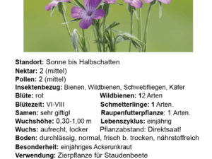 Agrostemma githago – gewöhnliche Kornrade  <br> 2 g, ca. 400 Korn (UG 09, PG C)