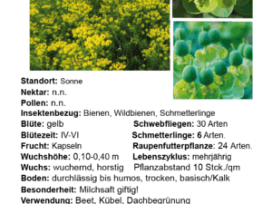 Geranium pratense – Wiesen-Storchschnabel    1 Pflanze im P1 Vierecktopf (UG n.n.)