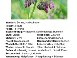 Symphytum officinale – echter Beinwell<br> 1 Stck. im P1 Vierecktopf (UG n.n.)