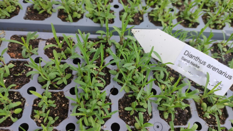 Dianthus arenarius - Sand-Nelke <br>8 Stck. Jungpflanzen (UG n.n.)