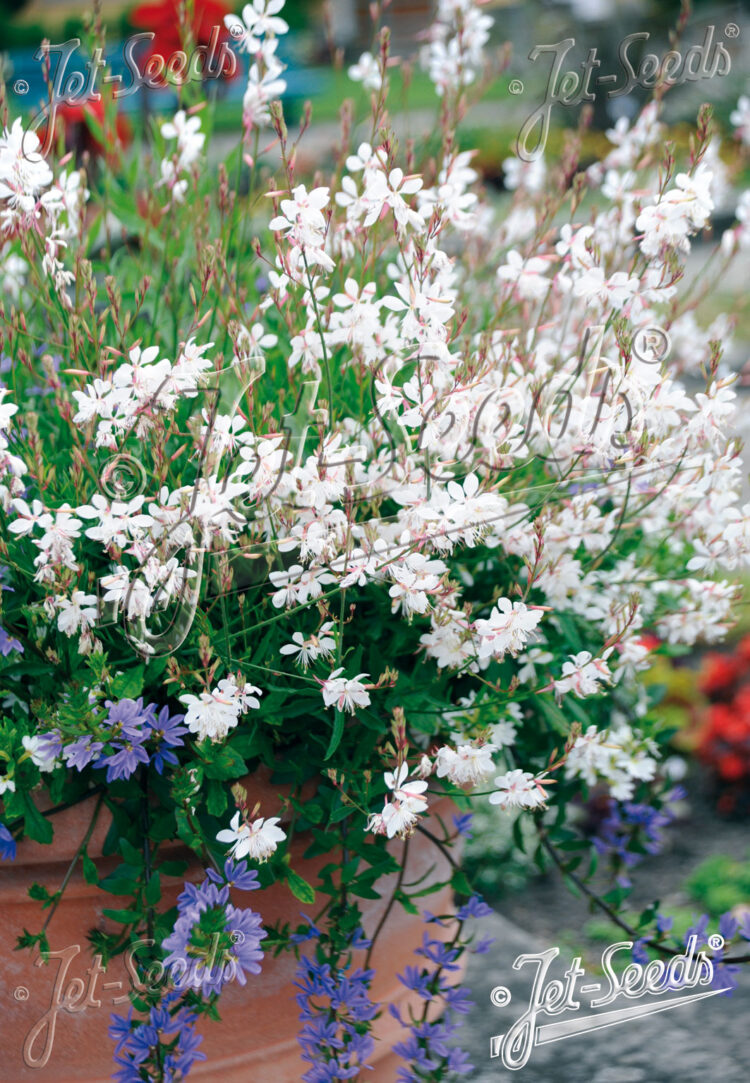 Gaura lindheimerii 'Sparkle White' - Prachtkerze> 1 Stck. 12cm Topf