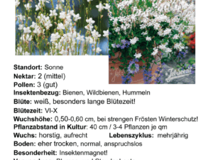 Gaura lindheimerii ‚Sparkle White‘ – Prachtkerze> 1 Stck. 12cm Topf