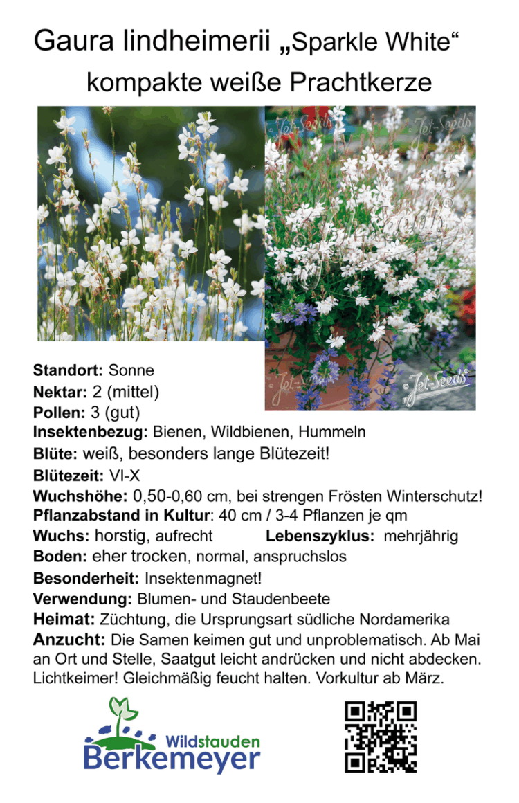 Gaura lindheimerii 'Sparkle White' - Prachtkerze> 1 Stck. 12cm Topf – Bild 2