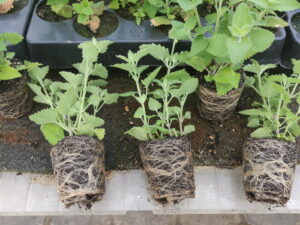 Nepeta cataria - echte Katzenminze <br> 5 Stck. Jungpflanzen