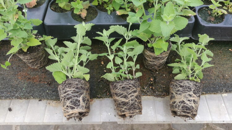 Nepeta cataria - echte Katzenminze <br> 5 Stck. Jungpflanzen