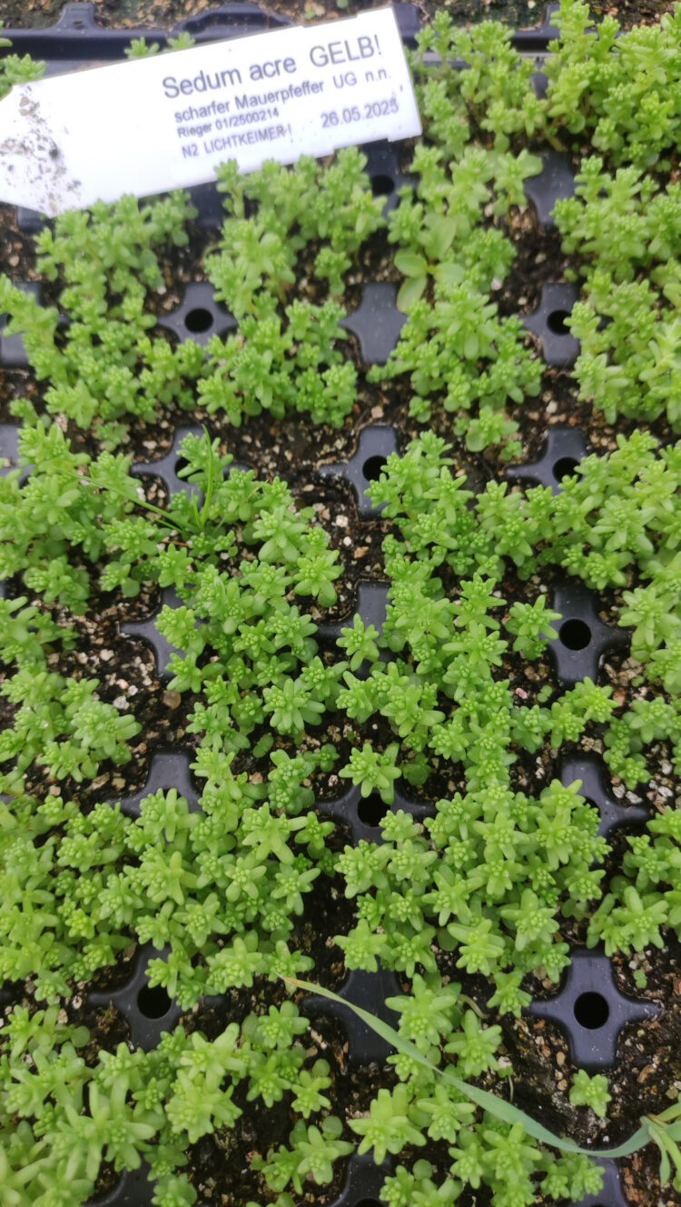 Sedum acre - scharfer Mauerpfeffer<br> 8 Stck. Jungpflanze (UG n.n.)
