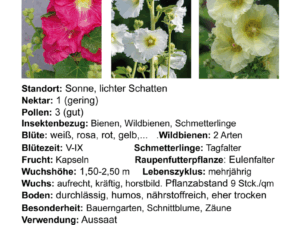 Alcea rosea ROT – rote Stockrose <br> 0,5 g , ca. 50 Korn (PG C)