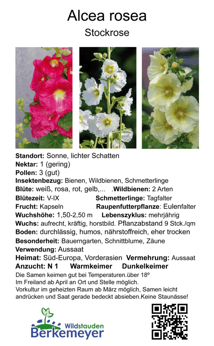 Alcea rosea ROT - rote Stockrose <br> 0,5 g , ca. 50 Korn (PG C) – Bild 2