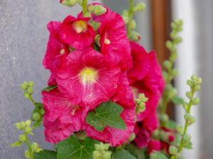 Alcea rosea ROT – rote Stockrose <br> 0,5 g , ca. 50 Korn (PG C)