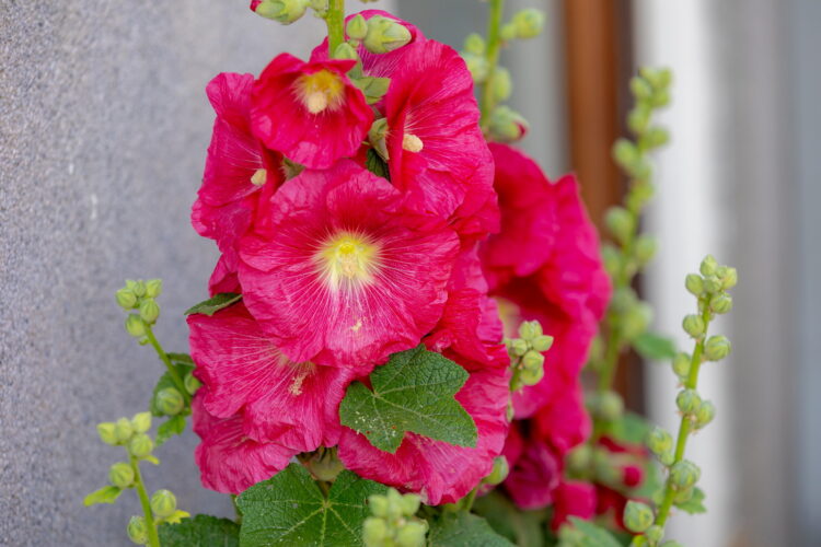 Alcea rosea ROT - rote Stockrose <br> 0,5 g , ca. 50 Korn (PG C)