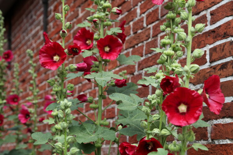 Alcea rosea ROT - rote Stockrose <br> 0,5 g , ca. 50 Korn (PG C) – Bild 3