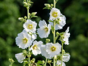 Alcea rosea WEISS – weiße Stockrose <br> 0,5 g , ca. 50 Korn (PG C)