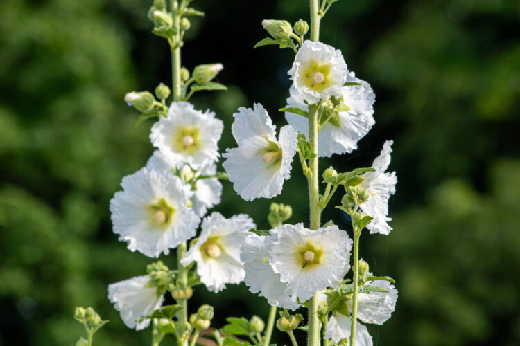 Alcea rosea WEISS - weiße Stockrose <br> 0,5 g , ca. 50 Korn (PG C)