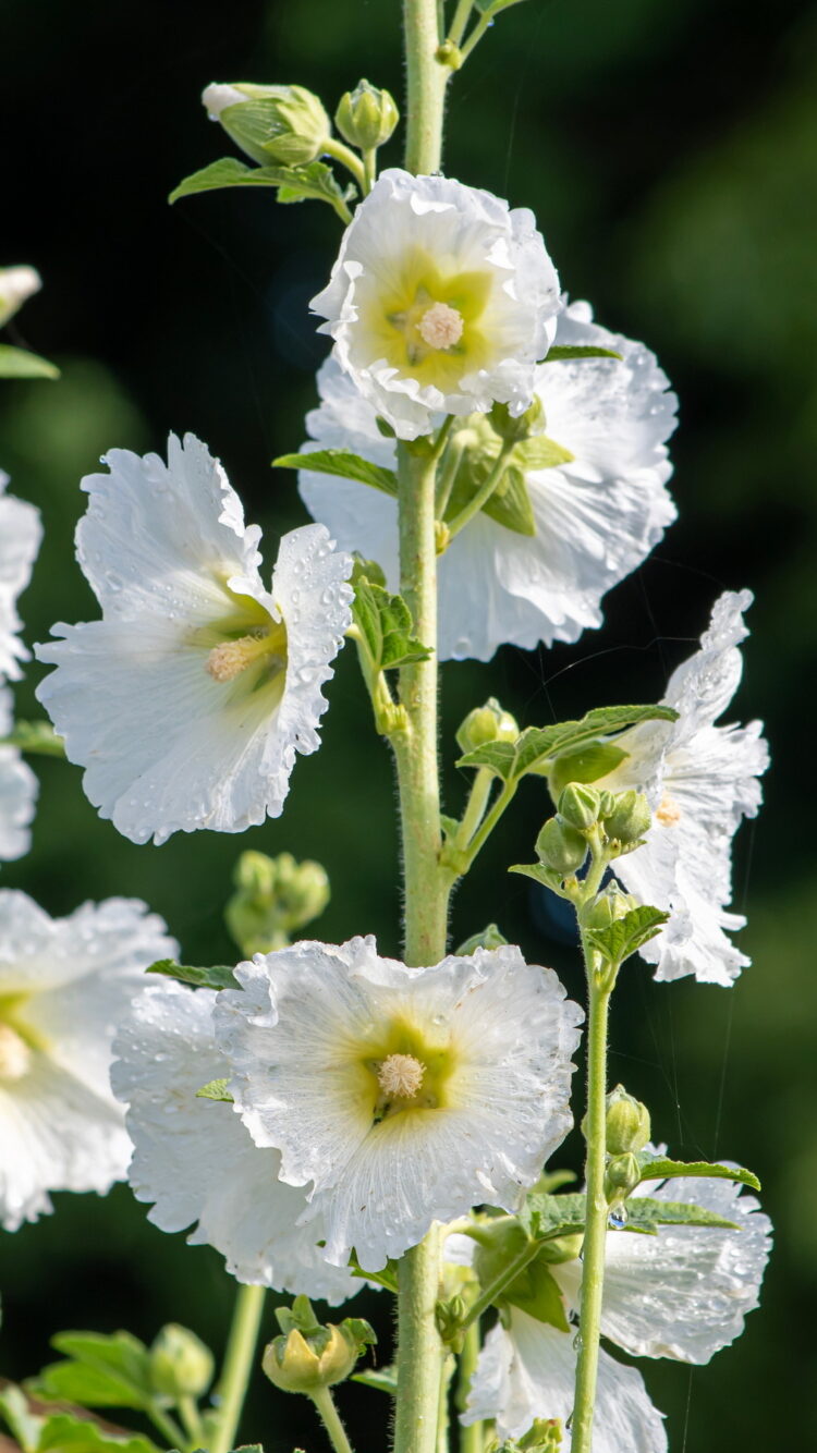 Alcea rosea WEISS - weiße Stockrose <br> 0,5 g , ca. 50 Korn (PG C) – Bild 3