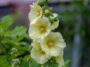 Alcea rosea GELB – gelbe Stockrose <br> 0,5 g , ca. 50 Korn (PG C)