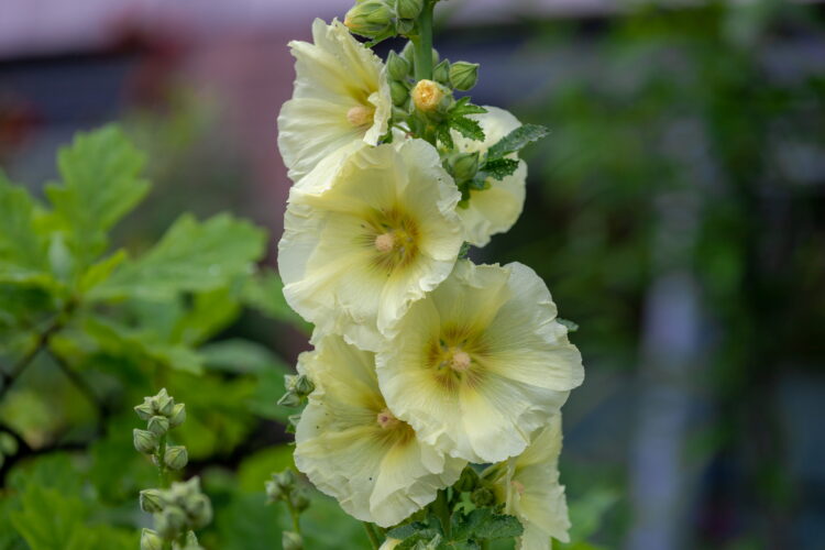 Alcea rosea GELB - gelbe Stockrose <br> 0,5 g , ca. 50 Korn (PG C)