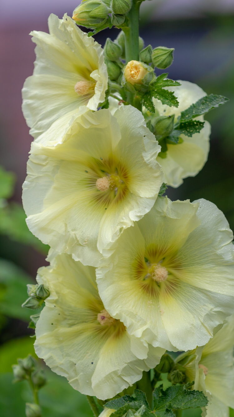 Alcea rosea GELB - gelbe Stockrose <br> 0,5 g , ca. 50 Korn (PG C) – Bild 3