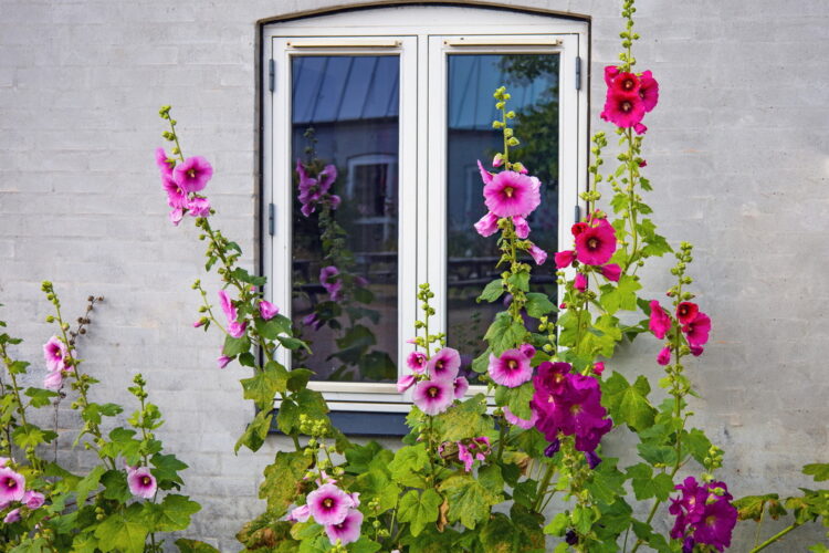 Alcea rosea ROT - rote Stockrose <br> 0,5 g , ca. 50 Korn (PG C) – Bild 4